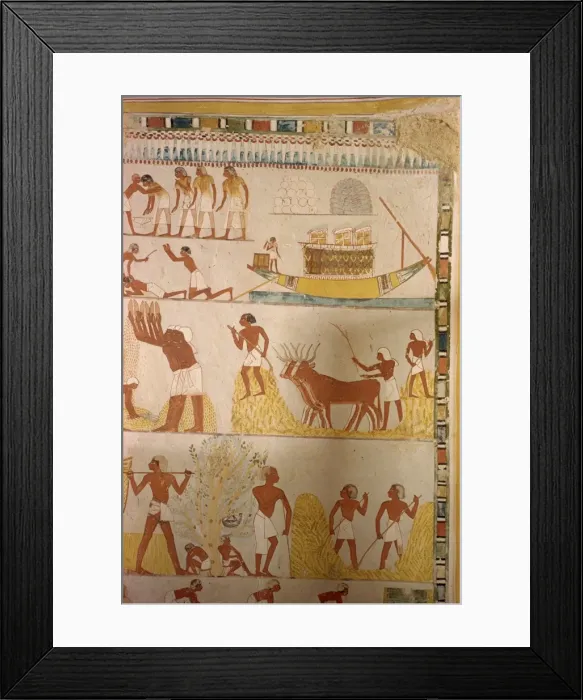 Framed Print : Harvesting scene from the time of the 18th Dynasty land steward Sheikh Aba el Kurna