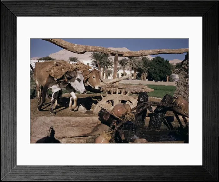 Framed Print : Well for irrigating fields, Thebes, Egypt, North Africa, Africa Framed Print : Well for irrigating fields, Thebes, Egypt, North Africa, Africa