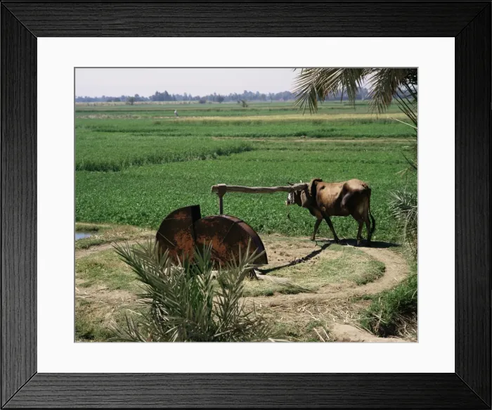 Framed Print : Irrigation, Egypt, North Africa, Africa Framed Print : Irrigation, Egypt, North Africa, Africa