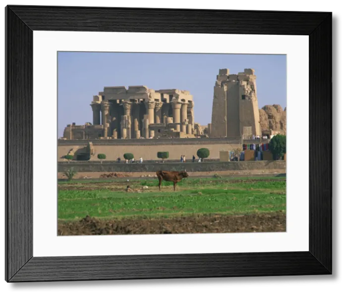 Framed Print : Cow in field in front of the ruins of the temple at Kom Ombo, Egypt, North Africa, Africa Framed Print : Cow in field in front of the ruins of the temple at Kom Ombo, Egypt, North Africa, Africa