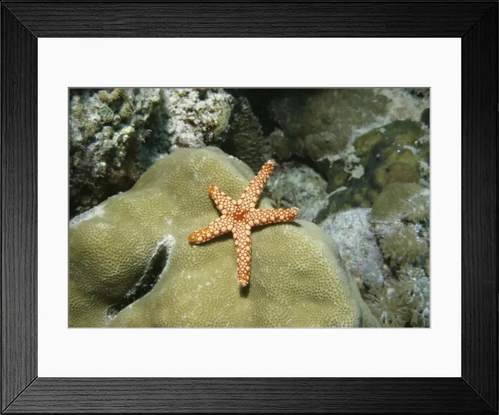 Framed Print : Starfish (Fromia monkis), Egypt, Red Sea, North Africa, Africa Framed Print : Starfish (Fromia monkis), Egypt, Red Sea, North Africa, Africa