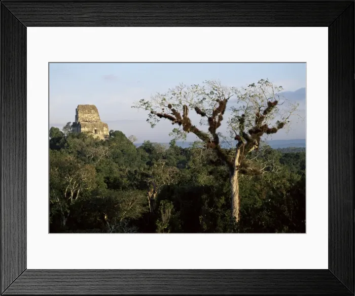 Framed Print : Cedar tree with bromeliades, Temple 4 beyond, Tikal, UNESCO World Heritage Site Framed Print : Cedar tree with bromeliades, Temple 4 beyond, Tikal, UNESCO World Heritage Site