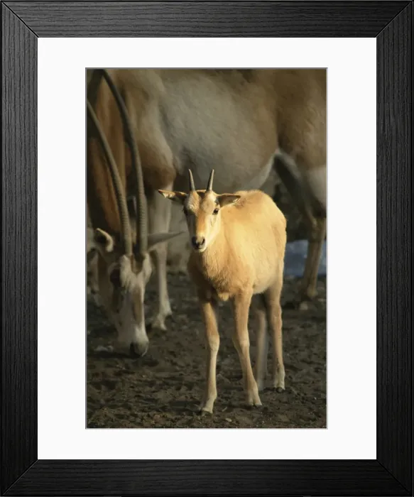 Framed Print : Baby scimitar-horned oryx and mother in zoo, Dokki, Cairo, Egypt, North Africa, Africa Framed Print : Baby scimitar-horned oryx and mother in zoo, Dokki, Cairo, Egypt, North Africa, Africa