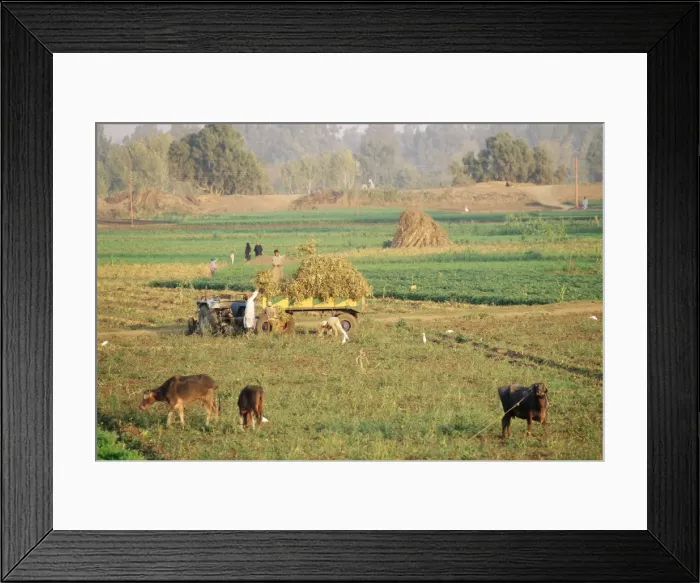 Framed Print : Farmers harvesting in fields near Tanta, Delta area, Egypt, North Africa, Africa Framed Print : Farmers harvesting in fields near Tanta, Delta area, Egypt, North Africa, Africa