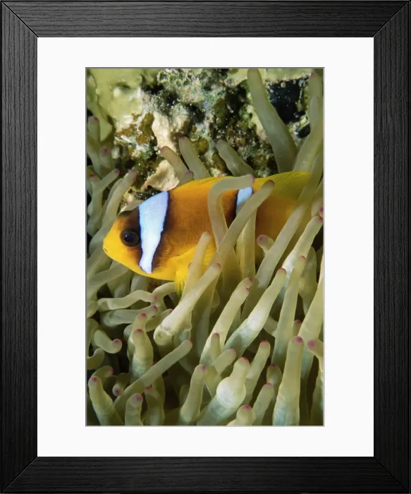 Framed Print : Close-up of clown fish and sea anemones, off Sharm el-Sheikh, Sinai, Red Sea Framed Print : Close-up of clown fish and sea anemones, off Sharm el-Sheikh, Sinai, Red Sea
