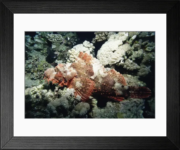 Framed Print : Deadly stone fish, off Sharm el-Sheikh, Sinai, Red Sea, Egypt, North Africa, Africa Framed Print : Deadly stone fish, off Sharm el-Sheikh, Sinai, Red Sea, Egypt, North Africa, Africa