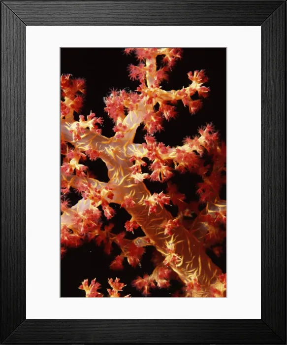 Framed Print : Close-up of soft coral, off Sharm el-Sheikh, Sinai, Red Sea, Egypt, North Africa, Africa Framed Print : Close-up of soft coral, off Sharm el-Sheikh, Sinai, Red Sea, Egypt, North Africa, Africa
