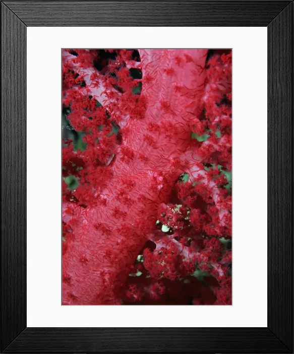 Framed Print : Close-up of soft coral, off Sharm el-Sheikh, Sinai, Red Sea, Egypt, North Africa, Africa Framed Print : Close-up of soft coral, off Sharm el-Sheikh, Sinai, Red Sea, Egypt, North Africa, Africa