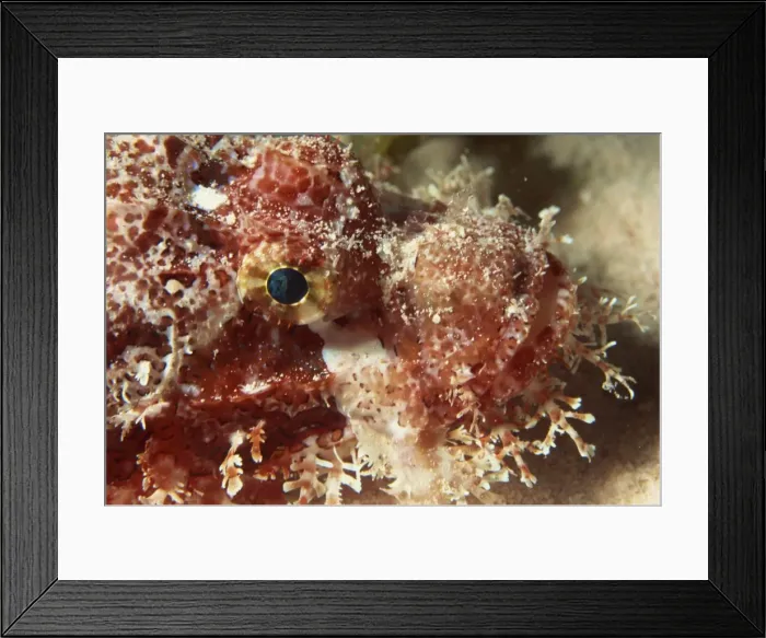 Framed Print : Close-up of the head of a scorpionfish (Scorpaensis), Red Sea, Egypt, North Africa Framed Print : Close-up of the head of a scorpionfish (Scorpaensis), Red Sea, Egypt, North Africa