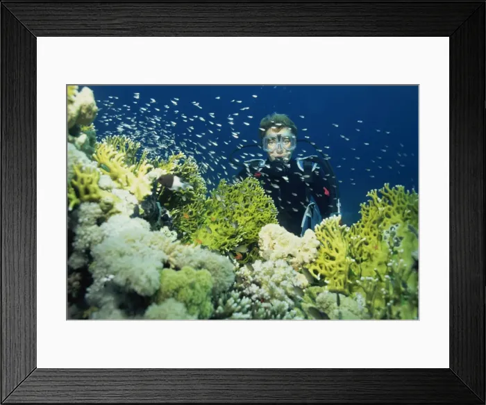 Framed Print : Diver with Anthias fish swimming around hard coral, Gordon Reef, Straits of Tiran Framed Print : Diver with Anthias fish swimming around hard coral, Gordon Reef, Straits of Tiran