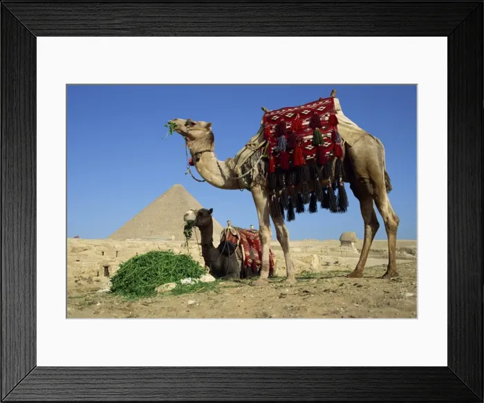 Framed Print : Camels at the Giza Pyramids, Giza, Cairo, Egypt, North Africa, Africa Framed Print : Camels at the Giza Pyramids, Giza, Cairo, Egypt, North Africa, Africa