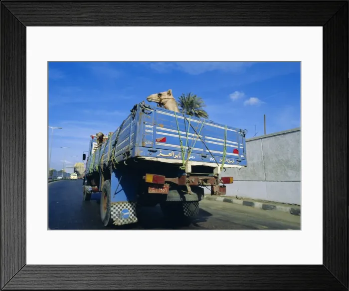 Framed Print : Camels being driven to market in back of truck, Cairo, Egypt Framed Print : Camels being driven to market in back of truck, Cairo, Egypt