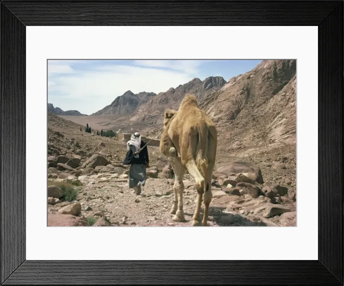 Framed Print : Man leading camel, near St. Catherines Monastery, Sinai, Egypt, North Africa, Africa Framed Print : Man leading camel, near St. Catherines Monastery, Sinai, Egypt, North Africa, Africa