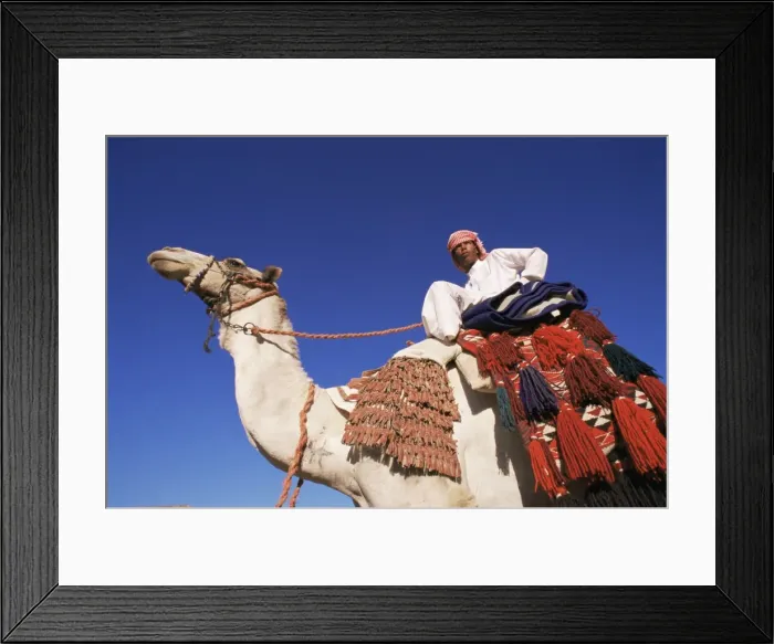 Framed Print : Bedouin riding camel, Sinai, Egypt, North Africa, Africa Framed Print : Bedouin riding camel, Sinai, Egypt, North Africa, Africa