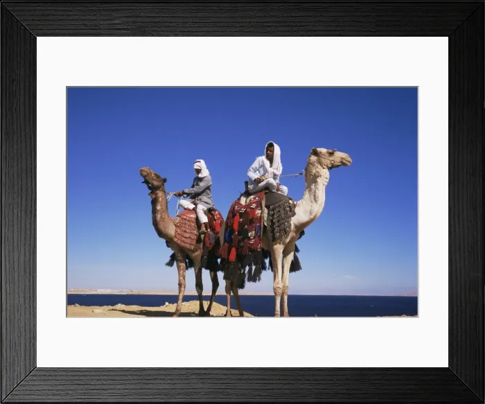 Framed Print : Bedouin and camels, Sinai, Egypt, North Africa, Africa Framed Print : Bedouin and camels, Sinai, Egypt, North Africa, Africa