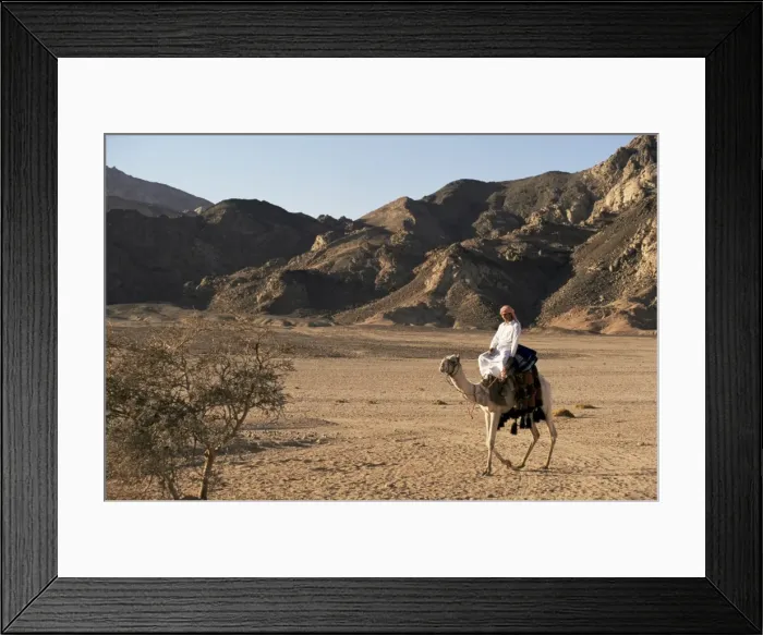 Framed Print : Bedouin man riding camel, Sinai, Egypt, North Africa, Africa Framed Print : Bedouin man riding camel, Sinai, Egypt, North Africa, Africa