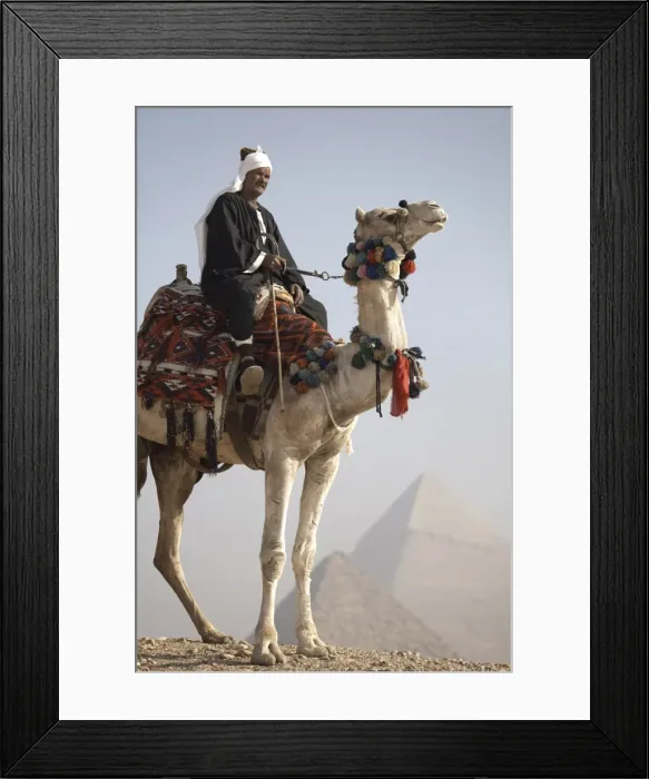 Framed Print : A Bedouin guide on camel-back overlooking the Pyramids of Giza, UNESCO World Heritage Site Framed Print : A Bedouin guide on camel-back overlooking the Pyramids of Giza, UNESCO World Heritage Site