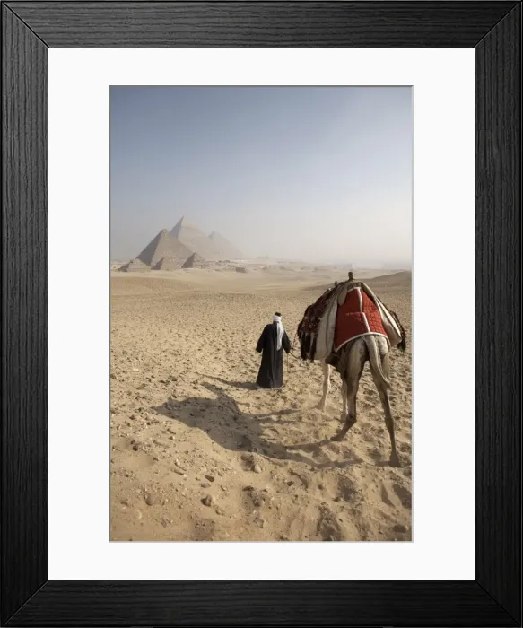 Framed Print : A Bedouin guide and camel approaching the Pyramids of Giza, UNESCO World Heritage Site Framed Print : A Bedouin guide and camel approaching the Pyramids of Giza, UNESCO World Heritage Site