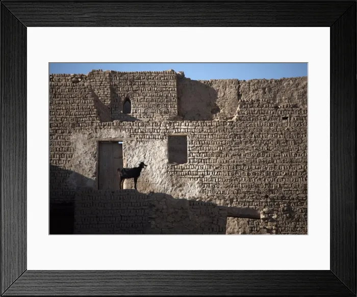 Framed Print : A goat stands among the ruins of the mud-brick city of Al-Qasr, Dakhla Oasis Framed Print : A goat stands among the ruins of the mud-brick city of Al-Qasr, Dakhla Oasis
