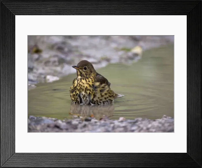 Framed Print : Song thrush, Turdus philomelos, bathing in puddle, United Kingdom, Europe Framed Print : Song thrush, Turdus philomelos, bathing in puddle, United Kingdom, Europe