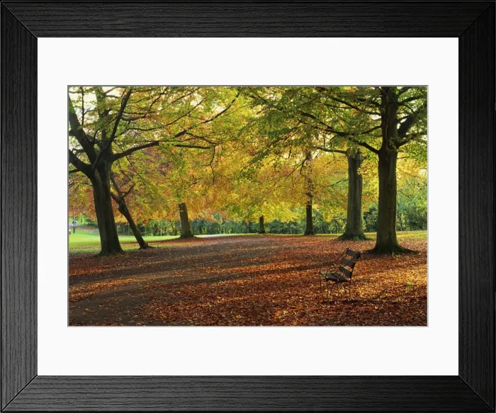 Framed Print : Trees in autumn colours and park bench beside a path at Clifton, Bristol Framed Print : Trees in autumn colours and park bench beside a path at Clifton, Bristol