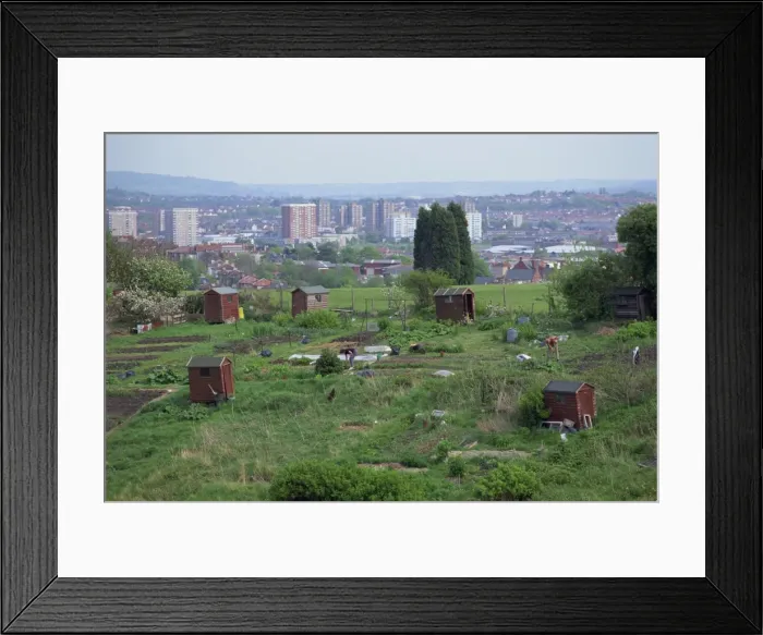 Framed Print : Allotments, Bristol, Avon, England, United Kingdom, Europe Framed Print : Allotments, Bristol, Avon, England, United Kingdom, Europe