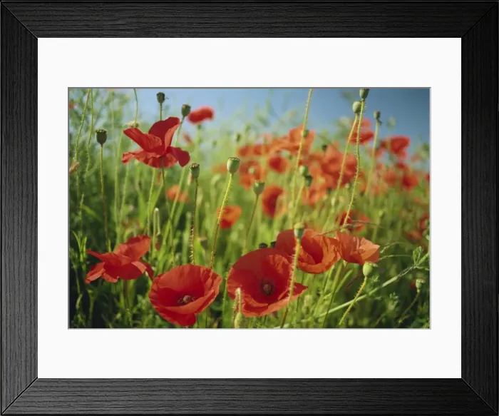 Framed Print : Common poppies near Peterborough, Cambridgeshire, England, United Kingdom, Europe Framed Print : Common poppies near Peterborough, Cambridgeshire, England, United Kingdom, Europe