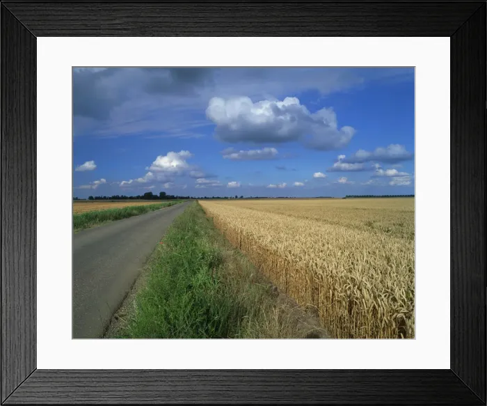 Framed Print : Road beside a corn field on fenland near Peterborough, Cambridgeshire, England Framed Print : Road beside a corn field on fenland near Peterborough, Cambridgeshire, England