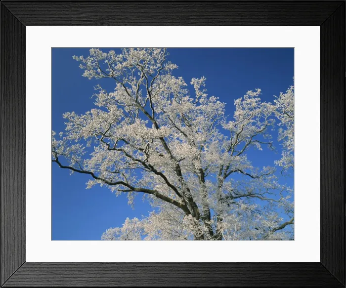 Framed Print : Frosty branches and blue sky at Thorney near Peterborough, Cambridgeshire Framed Print : Frosty branches and blue sky at Thorney near Peterborough, Cambridgeshire