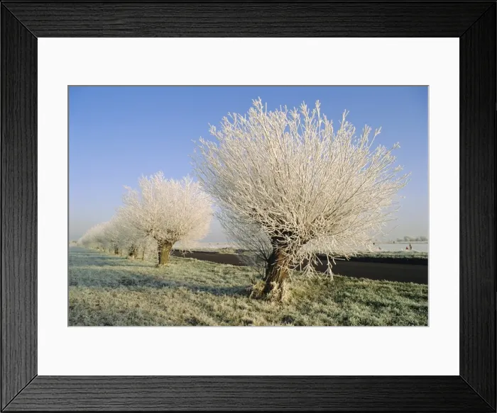 Framed Print : Frozen trees, Whittlesey, Cambridgeshire, England, UK Framed Print : Frozen trees, Whittlesey, Cambridgeshire, England, UK