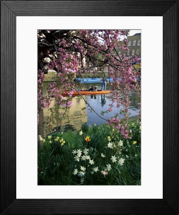 Framed Print : Punting in spring, Cambridge, Cambridgeshire, England, United Kingdom, Europe Framed Print : Punting in spring, Cambridge, Cambridgeshire, England, United Kingdom, Europe