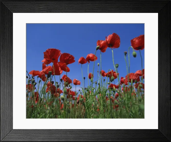 Framed Print : Low angle view close-up of red poppies in flower in a field in Cambridgeshire Framed Print : Low angle view close-up of red poppies in flower in a field in Cambridgeshire