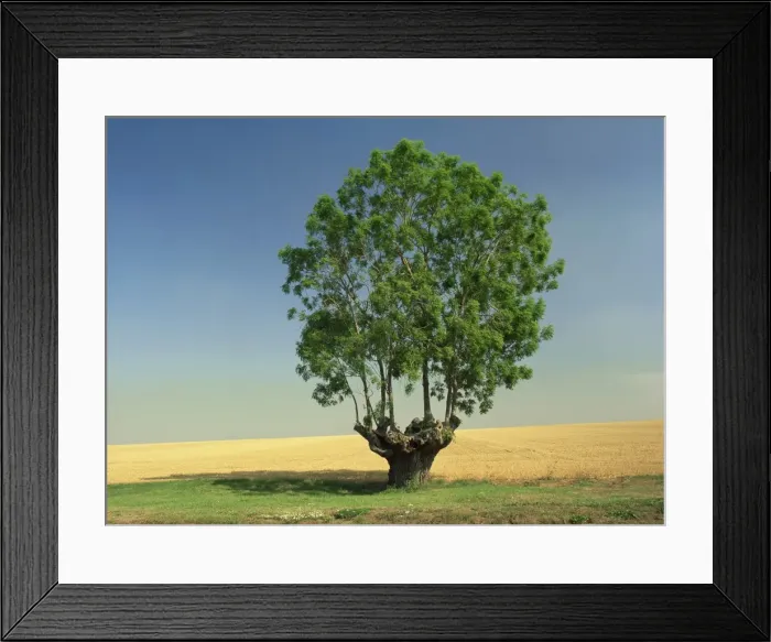 Framed Print : A single ancient tree in farmland near Ely in Cambridgeshire, England, United Kingdom Framed Print : A single ancient tree in farmland near Ely in Cambridgeshire, England, United Kingdom