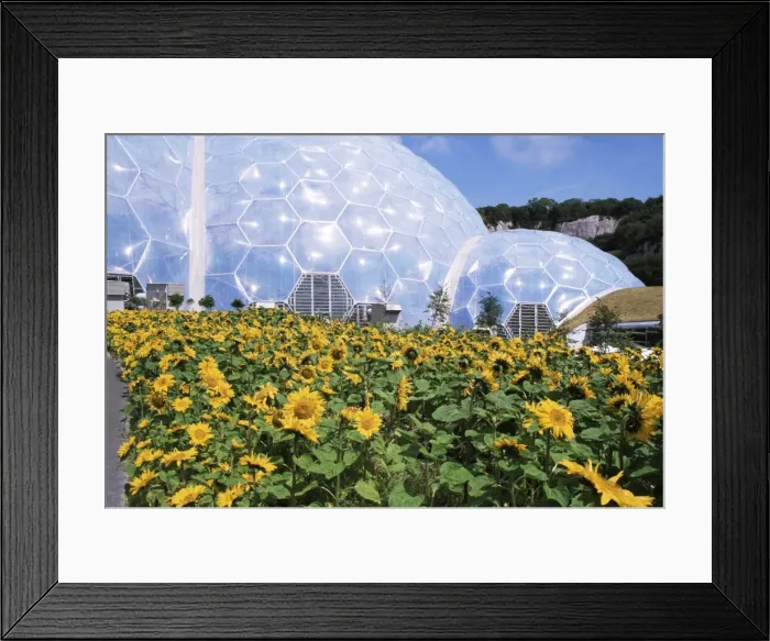 Framed Print : Sunflowers and the humid tropics biome, The Eden Project, near St. Austell Framed Print : Sunflowers and the humid tropics biome, The Eden Project, near St. Austell