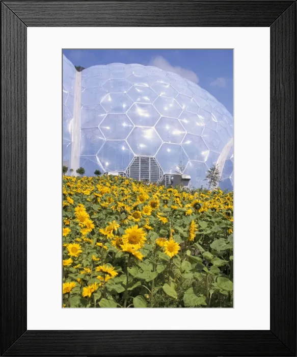 Framed Print : Sunflowers in front of biome, Eden Project, St. Austell, Cornwall, England Framed Print : Sunflowers in front of biome, Eden Project, St. Austell, Cornwall, England