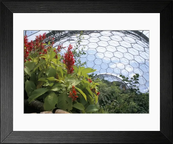 Framed Print : Inside the Humid Tropics biome, the Eden Project, Cornwall, England, United Kingdom