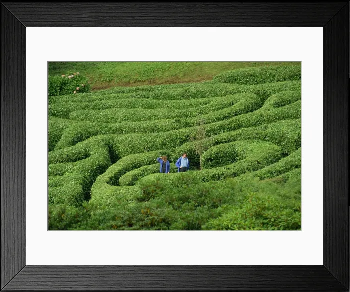 Framed Print : Two people lost in Glendurgan Maze, near Falmouth, Cornwall, England, United Kingdom Framed Print : Two people lost in Glendurgan Maze, near Falmouth, Cornwall, England, United Kingdom