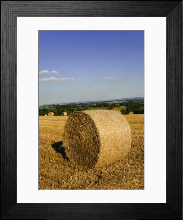 Framed Print : Hay bales, seen from the Cotswolds Way footpath, The Cotswolds, Gloucestershire Framed Print : Hay bales, seen from the Cotswolds Way footpath, The Cotswolds, Gloucestershire