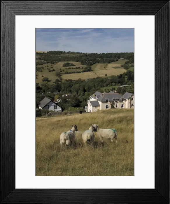 Framed Print : Sheep, Woodmancote village viewed from Cleeve Hill, The Cotswolds, Gloucestershire Framed Print : Sheep, Woodmancote village viewed from Cleeve Hill, The Cotswolds, Gloucestershire