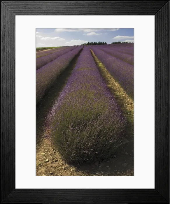 Framed Print : Snowshill Lavender Farm, Gloucestershire, The Cotswolds, England, United Kingdom, Europe Framed Print : Snowshill Lavender Farm, Gloucestershire, The Cotswolds, England, United Kingdom, Europe