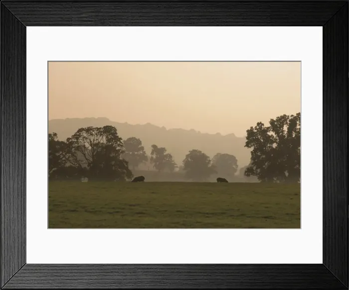 Framed Print : Sheep farmland seen from the Cotswold Way footpath, Stanway village, The Cotswolds Framed Print : Sheep farmland seen from the Cotswold Way footpath, Stanway village, The Cotswolds
