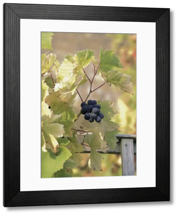 Framed Print : Grapes on vine, Stanway village, The Cotswolds, Gloucestershire, England