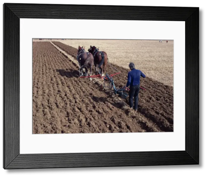 Framed Print : Ploughing with horses on a farm near Burford, Oxfordshire, England, United Kingdom Framed Print : Ploughing with horses on a farm near Burford, Oxfordshire, England, United Kingdom