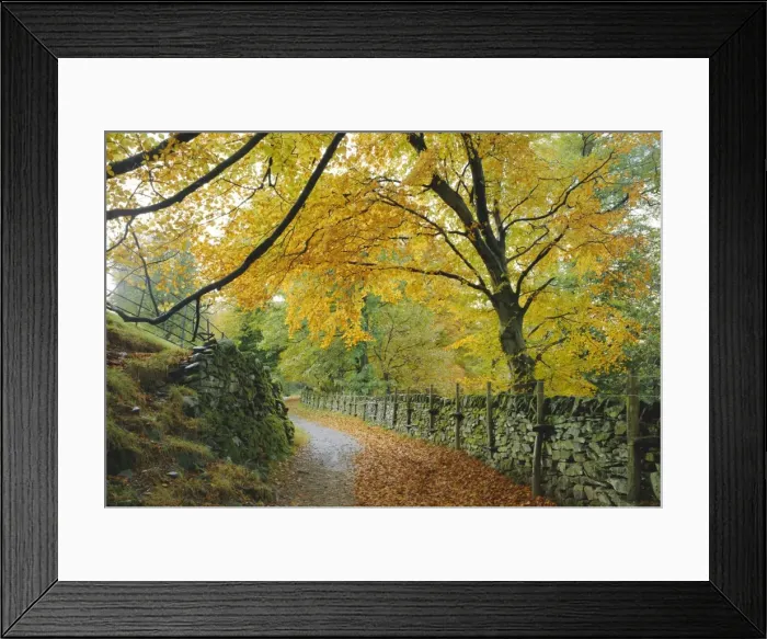 Framed Print : Autumn colours near Grasmere, Lake District National Park, Cumbria, England, UK Framed Print : Autumn colours near Grasmere, Lake District National Park, Cumbria, England, UK