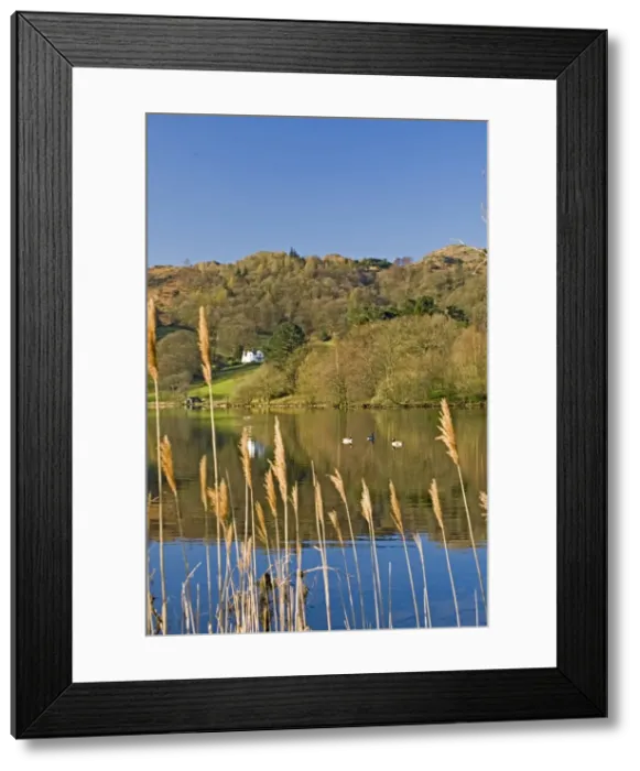 Framed Print : View through reeds, with wild ducks, across Lake Grasmere, Lake District National Park Framed Print : View through reeds, with wild ducks, across Lake Grasmere, Lake District National Park
