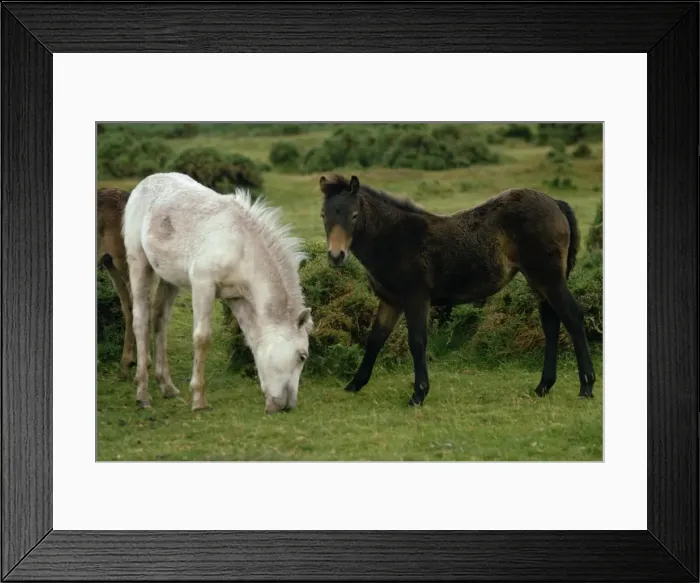 Framed Print : Dartmoor Ponies, Devon, England, United Kingdom, Europe Framed Print : Dartmoor Ponies, Devon, England, United Kingdom, Europe