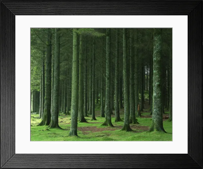 Framed Print : Bellever Forest, Dartmoor, Devon, England, United Kingdom, Europe Framed Print : Bellever Forest, Dartmoor, Devon, England, United Kingdom, Europe