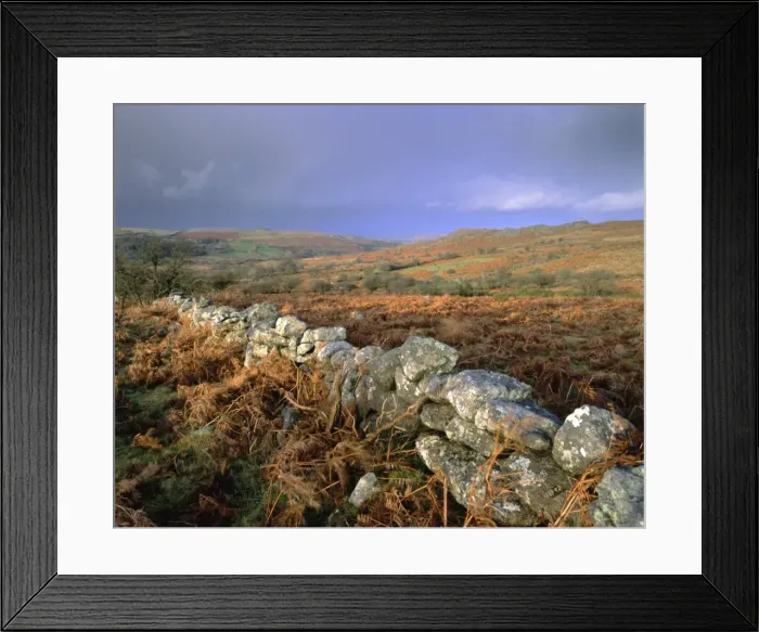 Framed Print : Dry stone wall, autumnal scene near Haytor, Dartmoor National Park, Devon Framed Print : Dry stone wall, autumnal scene near Haytor, Dartmoor National Park, Devon