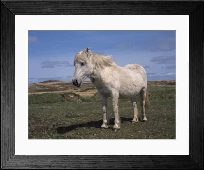 Framed Print : Dartmoor pony, Devon, England, United Kingdom, Europe Framed Print : Dartmoor pony, Devon, England, United Kingdom, Europe