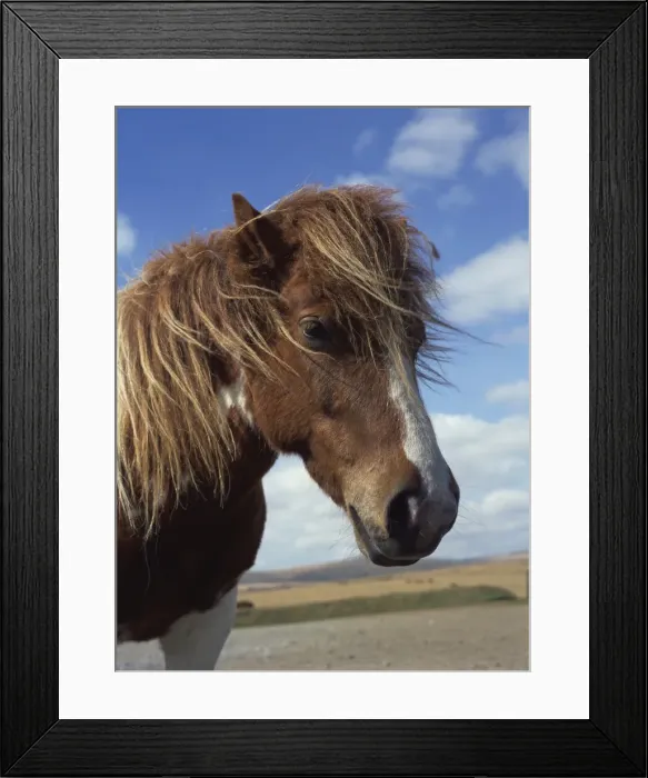 Framed Print : Dartmoor pony, Devon, England, United Kingdom, Europe Framed Print : Dartmoor pony, Devon, England, United Kingdom, Europe